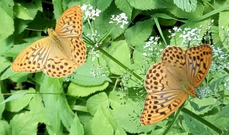 Schmetterlinge auf Blüten